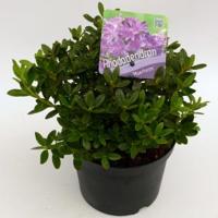 Dwerg rododendron (Rhododendron "Moerheim") heester - thumbnail