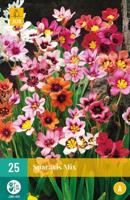 Tigridia Pavonia Mix Bloembol JUB 10 bollen - Jub - thumbnail