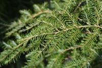 Hemlock - thumbnail