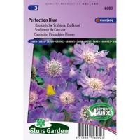 Scabiosa Caucasica zaden Perfection Blue duifkruid - thumbnail