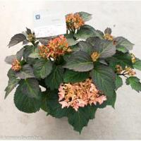 Hydrangea Macrophylla "Kanmara De Beauty Champagne"® boerenhortensia - thumbnail