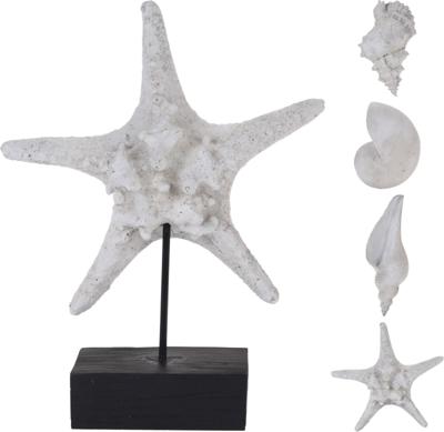 Schelp en zeester polystone Nampook - Nampook