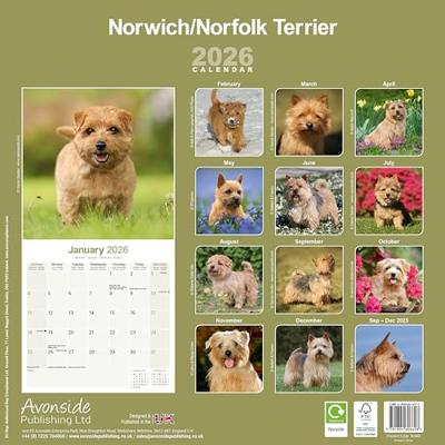 Norwich en Norfolk Terrier Kalender 2026