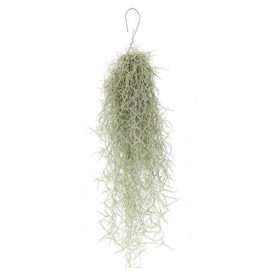 Tillandsia Usneoides (Spaans Mos)