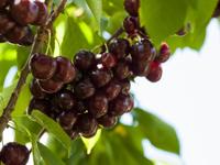 Leikersenboom - thumbnail