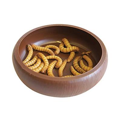 KOMODO MEELWORM SCHAALTJE - thumbnail