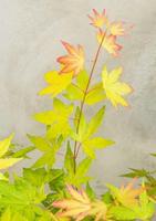 Japanse esdoorn (Acer palmatum "Orange Dream") heester - 50-60 cm - 1 stuks - thumbnail