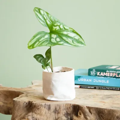 Cercestis Mirabilis - P6