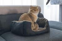 Pluche Ligbed Baboo Zwart/Taupe - thumbnail