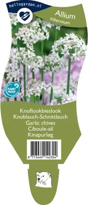 Knoflookbieslook kruid Allium tuberosum Griffioen - Griffioen