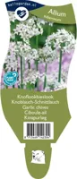 Knoflookbieslook kruid Allium tuberosum Griffioen - Griffioen - thumbnail
