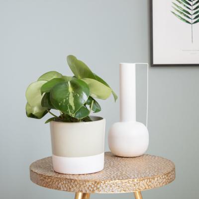 Peperomia Polybotrya variegata (raindrop) - P 12 cm Peperomia Polybotrya variegata (raindrop) - P 12 cm