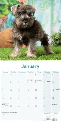 Miniatuur Schnauzer Kalender 2026