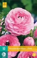 Ranunculus roze bloembollen 10 bollen Ranonkel JUB - Jub - thumbnail