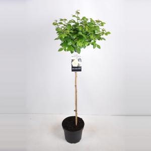 Trosroos op stam (rosa "Lady Romantica"®) - Op stam 90 cm - 1 stuks