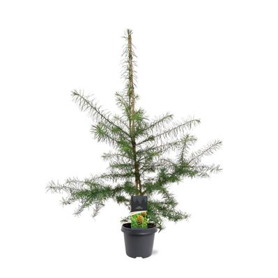 Japanse larix Japanse larix