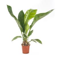Anthurium Jungle Bush - P 17 cm - thumbnail