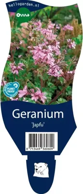 Geranium Japfu vaste plant Griffioen - Griffioen Geranium Japfu vaste plant Griffioen - Griffioen