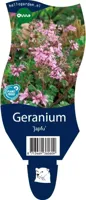 Geranium Japfu vaste plant Griffioen - Griffioen - thumbnail