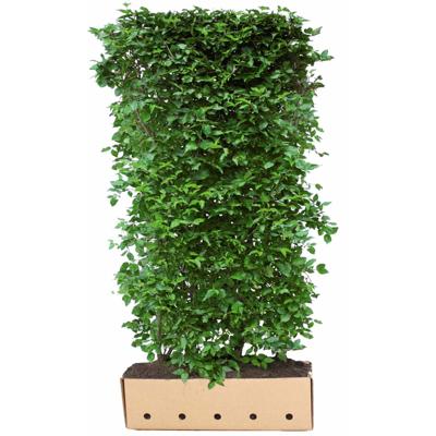 Kant & klaar haag Cornus mas 200 x 100 cm breed Gele kornoelje Quickhedge - Quickhedge