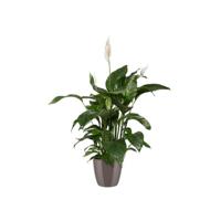 Elho brussels diamond bloempot rond 20 cm pearl - thumbnail