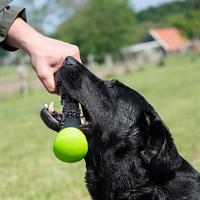 Dog Comets Meteor Werpstok groen L - thumbnail