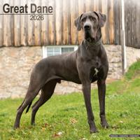 Great Dane (Euro) Calendar 2026 Square Dog Breed Wall Calendar - 16 Month - thumbnail