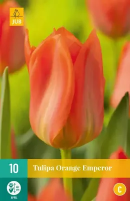 Bloembollen Tulipa Orange Emperor 7st Bloembollen Tulipa Orange Emperor 7st