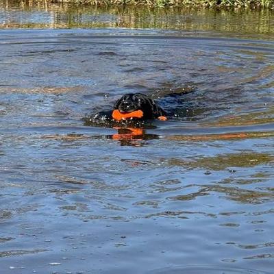 Dog Comets Bobber Oranje Dog Comets Bobber Oranje