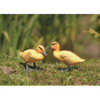 Ganzenkuiken - thumbnail