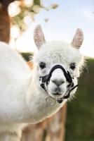 Alpaca halster zwart - thumbnail
