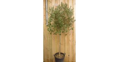Olijfboom Olea stamhoogte 70 cm en boomhoogte 230 cm Warentuin Natuurlijk - Warentuin natuurlijk Olijfboom Olea stamhoogte 70 cm en boomhoogte 230 cm Warentuin Natuurlijk - Warentuin natuurlijk