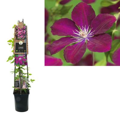 Rode bosrank (Clematis "Rouge Cardinal") klimplant 120 cm Rode bosrank (Clematis "Rouge Cardinal") klimplant 120 cm