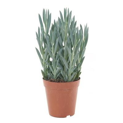 Senecio Mount everest (Curio) - P 15 cm Senecio Mount everest (Curio) - P 15 cm