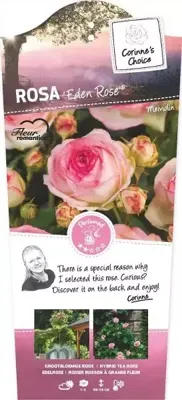Struikroos Eden Rose - Roze Roos