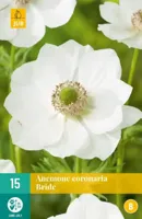Anemone coronaria Bride - thumbnail