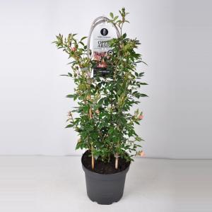 Rambler klimroos (rosa "Open Arms"®) - C7.5 - 1 stuks