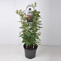 Rambler klimroos (rosa "Open Arms"®) - C7.5 - 1 stuks - thumbnail