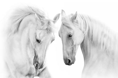 Fotobehang - Twee Schimmels, Paarden, zwart/wit, premium print, inclusief behanglijm