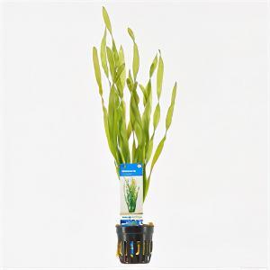 Vallisneria asiatica - 6 stuks - aquarium plant Vallisneria asiatica - 6 stuks - aquarium plant