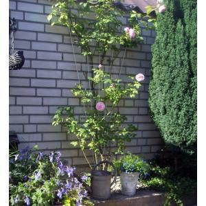 Metalen klimrek V-vorm recht bruin Metalen klimrek V-vorm recht bruin