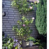 Metalen klimrek V-vorm recht verzinkt - thumbnail