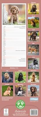 Engelse Cocker Spaniel Kalender 2026 Slimline
