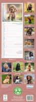 Engelse Cocker Spaniel Kalender 2026 Slimline - thumbnail