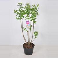 Sering (syringa vulgaris "Souv. d'Alice Harding") - 70-90 cm - 1 stuks - thumbnail