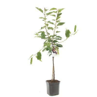 Kersenboom Prunus avium Regina laagstam
