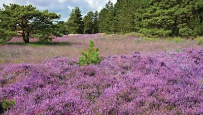 Paars heideveld 130x70cm Tuinschilderij Customize-it - Customize it