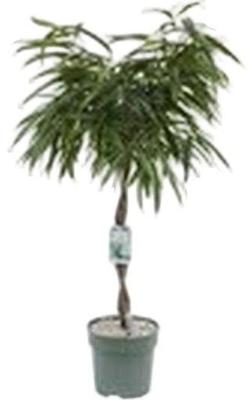 Ficus Mahori - Alii Twisted Stem Potmaat 27 H110-120 kamerplant Beautanic Lifestyle - Beautanic lifestyle