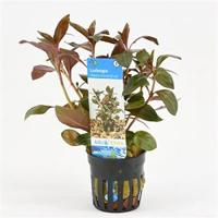 Ludwigia repens rubin - Diamond Red
 - 6 stuks - aquarium plant - thumbnail