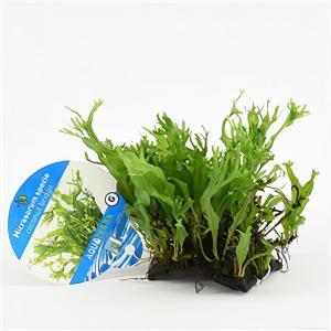 Microsorum species - op kokosnoot brug - aquarium plant Microsorum species - op kokosnoot brug - aquarium plant